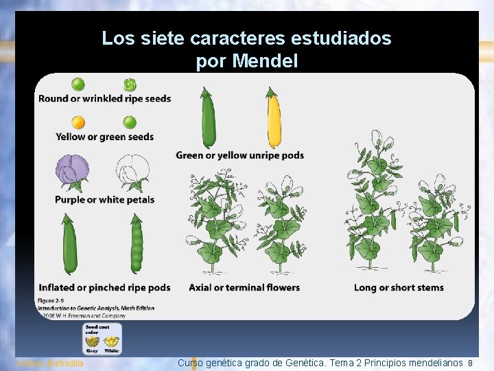 Los siete caracteres estudiados por Mendel Antonio Barbadilla Curso genética grado de Genètica. Tema