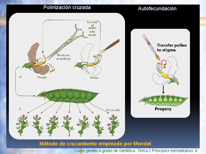 Polinización cruzada Autofecundación Método de cruzamiento empleado por Mendel Antonio Barbadilla Curso genética grado