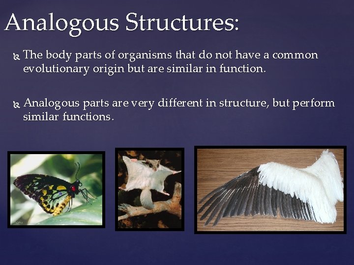 Analogous Structures: The body parts of organisms that do not have a common evolutionary
