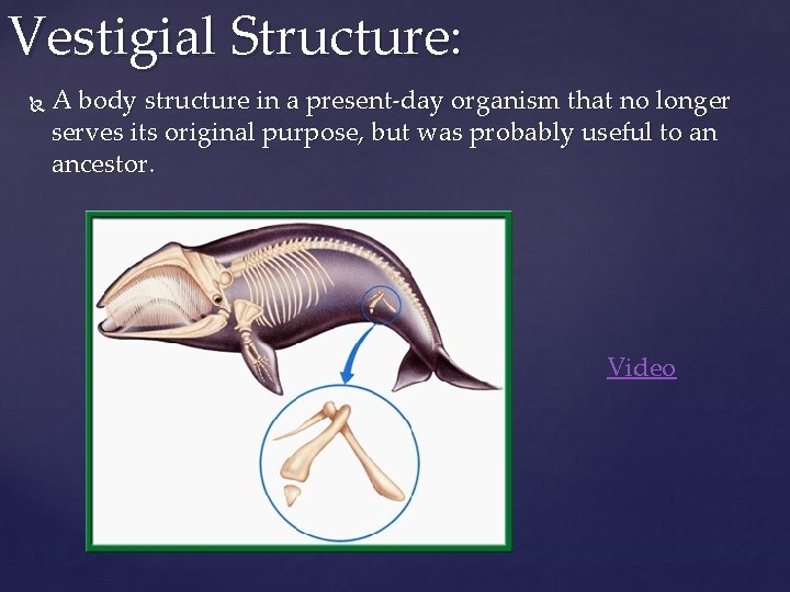 Vestigial Structure: A body structure in a present-day organism that no longer serves its