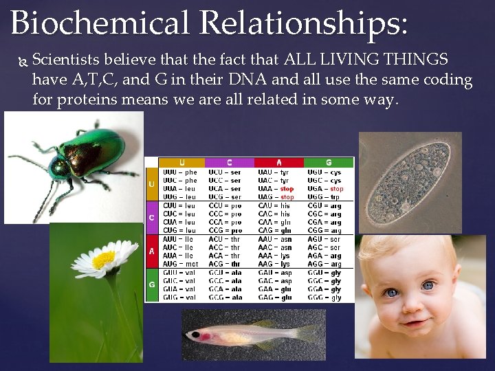 Biochemical Relationships: Scientists believe that the fact that ALL LIVING THINGS have A, T,