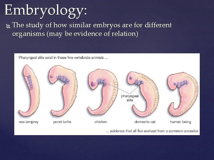 Embryology: The study of how similar embryos are for different organisms (may be evidence