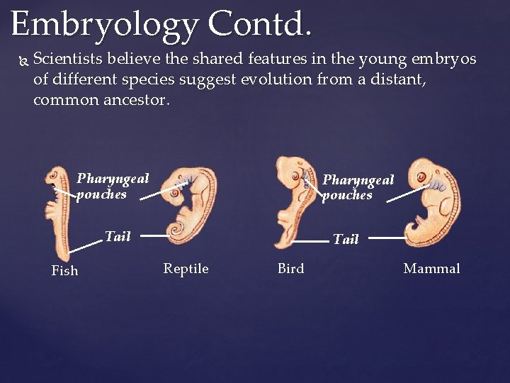 Embryology Contd. Scientists believe the shared features in the young embryos of different species