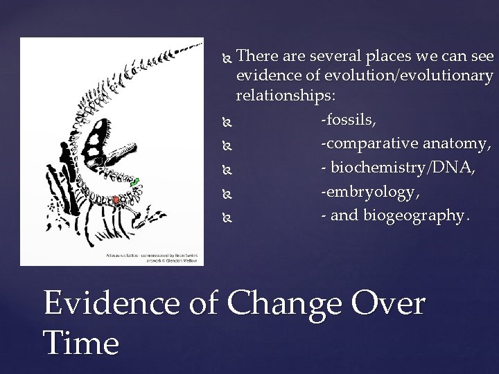 There are several places we can see evidence of evolution/evolutionary relationships: -fossils, -comparative anatomy,