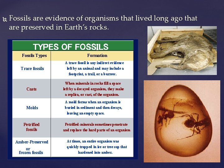  Fossils are evidence of organisms that lived long ago that are preserved in