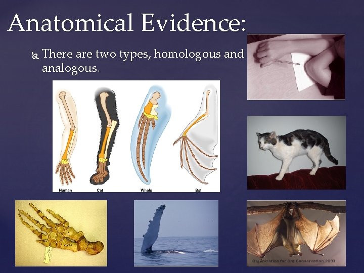 Anatomical Evidence: There are two types, homologous and analogous. 