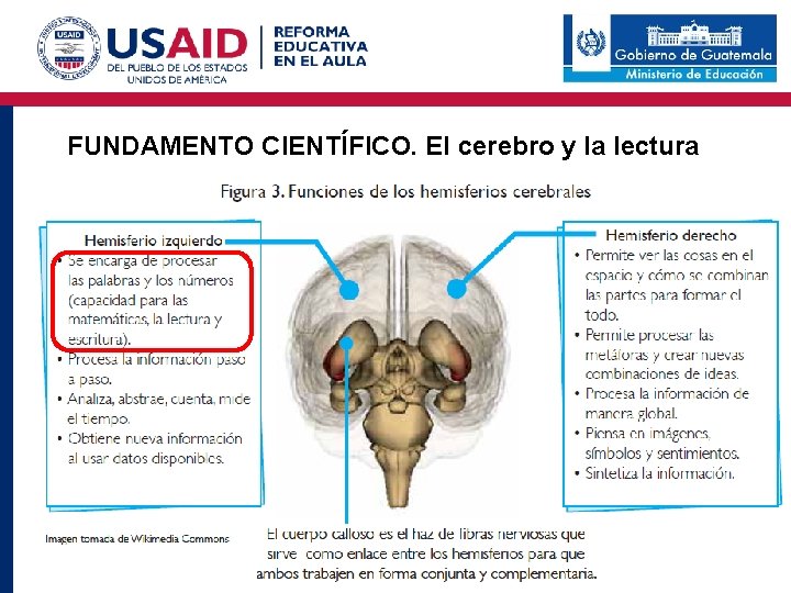 FUNDAMENTO CIENTÍFICO. El cerebro y la lectura Anatomía del cerebro y la lectura 