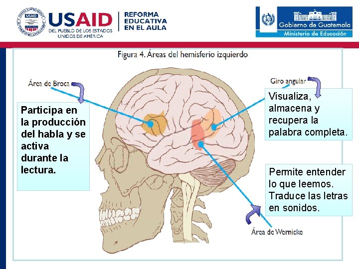 Participa en la producción del habla y se activa durante la lectura. Visualiza, almacena