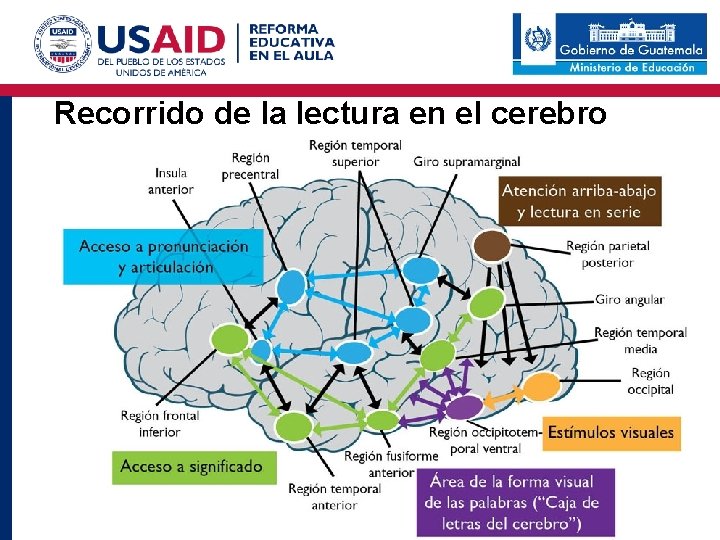 Recorrido de la lectura en el cerebro 