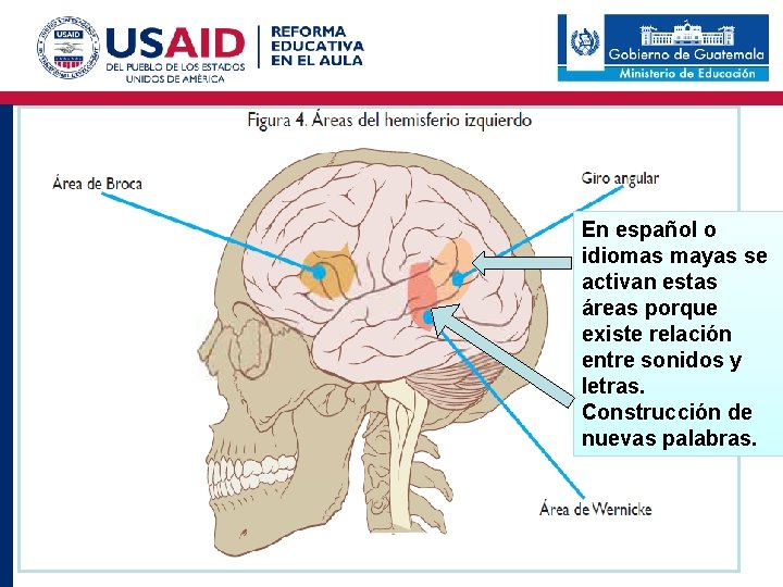 En español o idiomas mayas se activan estas áreas porque existe relación entre sonidos