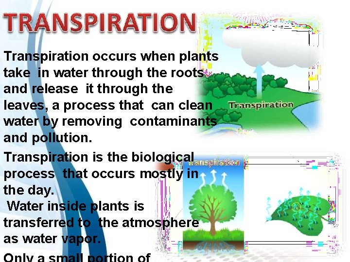 Transpiration occurs when plants take in water through the roots and release it through