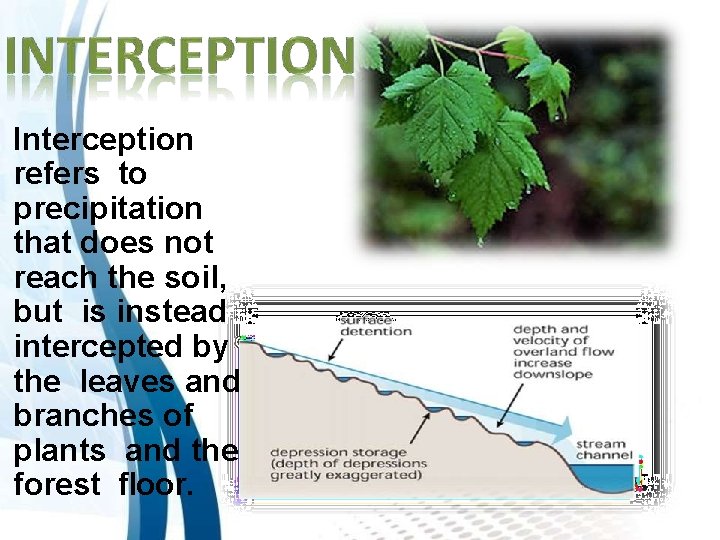 Interception refers to precipitation that does not reach the soil, but is instead intercepted