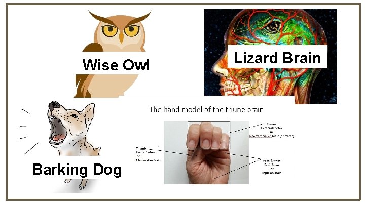 Wise Owl Barking Dog Lizard Brain 