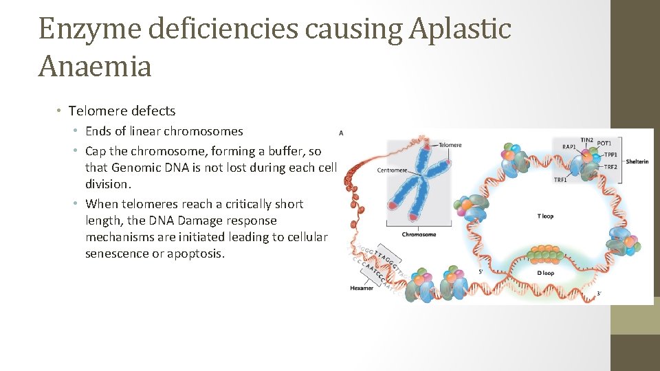Enzyme deficiencies causing Aplastic Anaemia • Telomere defects • Ends of linear chromosomes •
