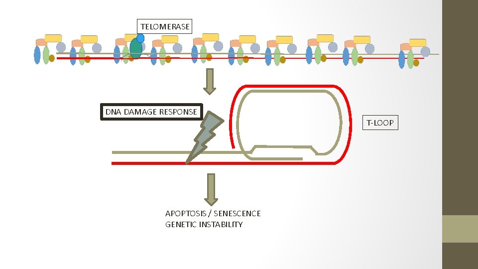 TELOMERASE DNA DAMAGE RESPONSE APOPTOSIS / SENESCENCE GENETIC INSTABILITY T-LOOP 
