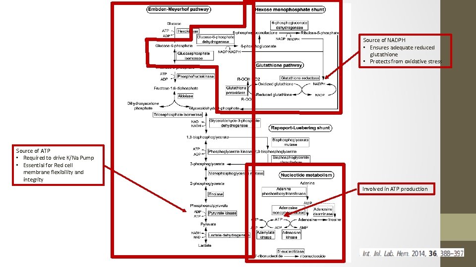 Source of NADPH • Ensures adequate reduced glutathione • Protects from oxidative stress Source