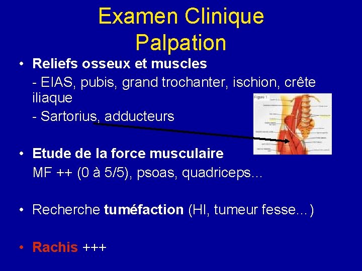 Examen Clinique Palpation • Reliefs osseux et muscles - EIAS, pubis, grand trochanter, ischion,