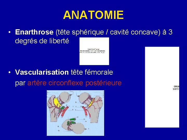 ANATOMIE • Enarthrose (tête sphérique / cavité concave) à 3 degrés de liberté • ANATOMIE • Enarthrose (tête sphérique / cavité concave) à 3 degrés de liberté •