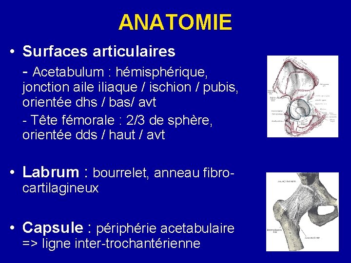 ANATOMIE • Surfaces articulaires - Acetabulum : hémisphérique, jonction aile iliaque / ischion /