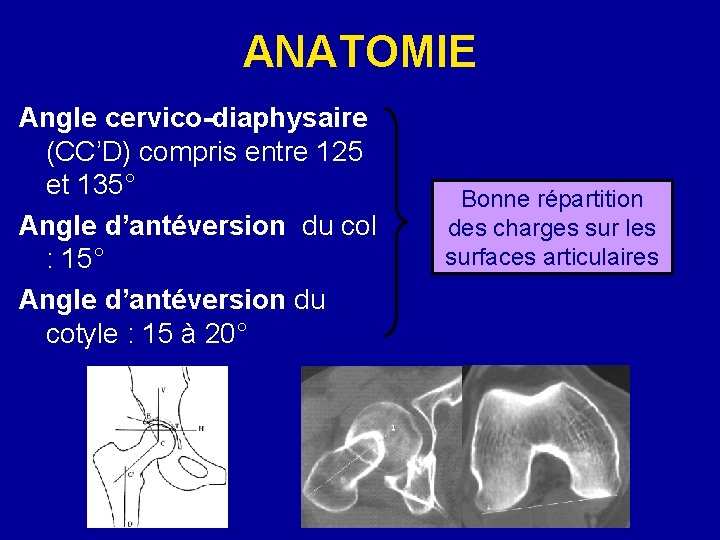 ANATOMIE Angle cervico-diaphysaire (CC’D) compris entre 125 et 135° Angle d’antéversion du col :