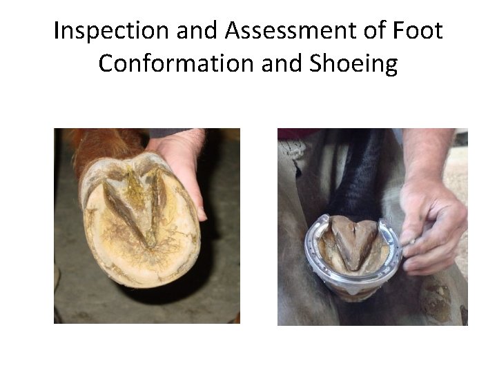 Inspection and Assessment of Foot Conformation and Shoeing 
