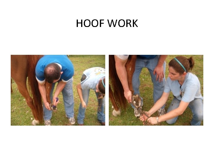 HOOF WORK 
