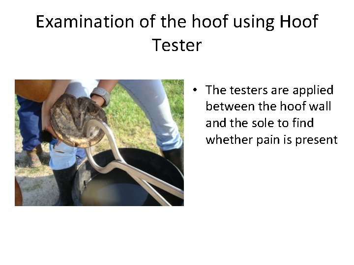 Examination of the hoof using Hoof Tester • The testers are applied between the