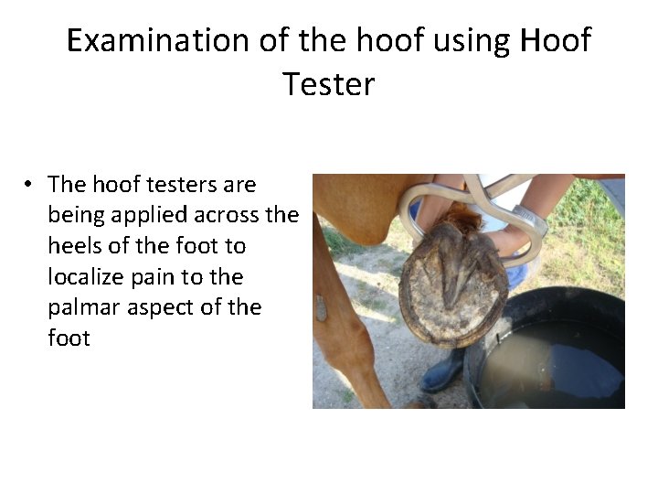 Examination of the hoof using Hoof Tester • The hoof testers are being applied