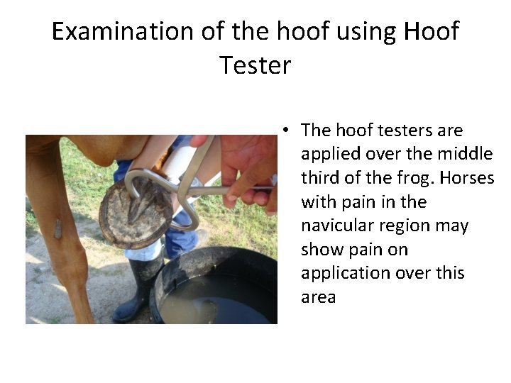 Examination of the hoof using Hoof Tester • The hoof testers are applied over