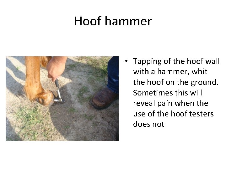 Hoof hammer • Tapping of the hoof wall with a hammer, whit the hoof