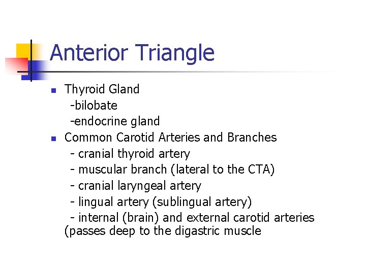 Anterior Triangle n n Thyroid Gland -bilobate -endocrine gland Common Carotid Arteries and Branches Anterior Triangle n n Thyroid Gland -bilobate -endocrine gland Common Carotid Arteries and Branches