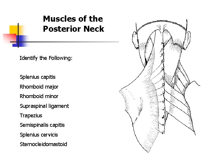 Muscles of the Posterior Neck Identify the Following: Splenius capitis Rhomboid major Rhomboid minor Muscles of the Posterior Neck Identify the Following: Splenius capitis Rhomboid major Rhomboid minor