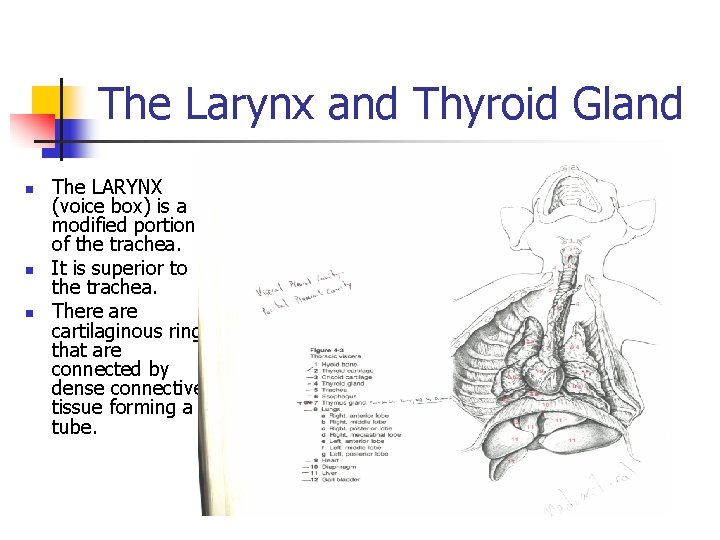 The Larynx and Thyroid Gland n n n The LARYNX (voice box) is a The Larynx and Thyroid Gland n n n The LARYNX (voice box) is a