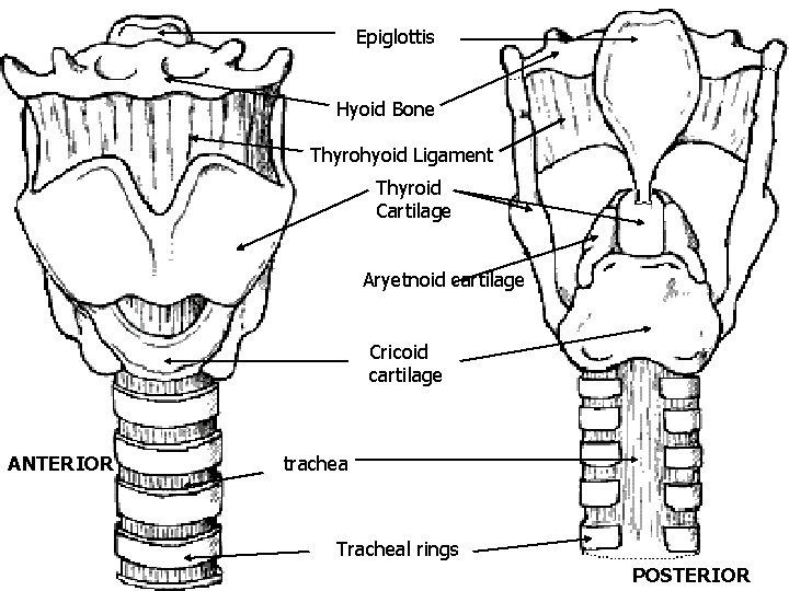 Epiglottis Hyoid Bone Thyrohyoid Ligament Thyroid Cartilage Aryetnoid cartilage Cricoid cartilage ANTERIOR trachea Tracheal Epiglottis Hyoid Bone Thyrohyoid Ligament Thyroid Cartilage Aryetnoid cartilage Cricoid cartilage ANTERIOR trachea Tracheal