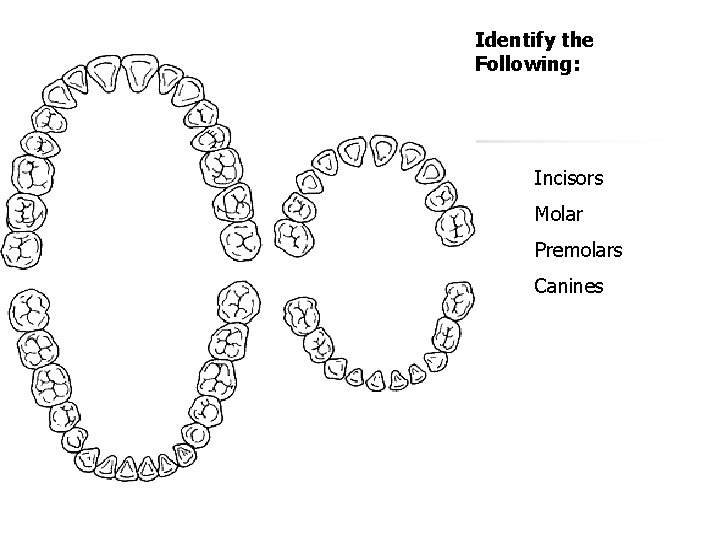 Identify the Following: Incisors Molar Premolars Canines Identify the Following: Incisors Molar Premolars Canines