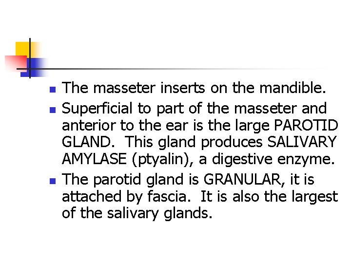 n n n The masseter inserts on the mandible. Superficial to part of the n n n The masseter inserts on the mandible. Superficial to part of the