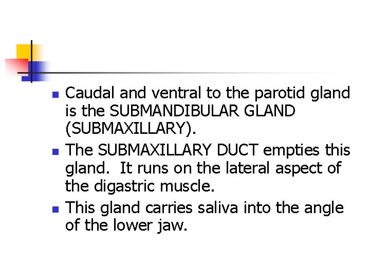 n n n Caudal and ventral to the parotid gland is the SUBMANDIBULAR GLAND n n n Caudal and ventral to the parotid gland is the SUBMANDIBULAR GLAND
