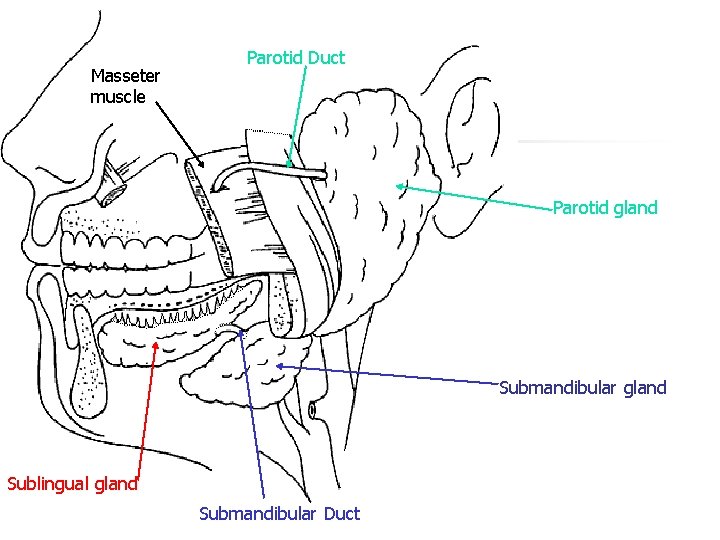 Masseter muscle Parotid Duct Parotid gland Submandibular gland Sublingual gland Submandibular Duct Masseter muscle Parotid Duct Parotid gland Submandibular gland Sublingual gland Submandibular Duct
