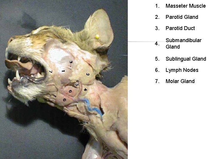 1. Masseter Muscle 2. Parotid Gland 3. Parotid Duct 4. Submandibular Gland 5. Sublingual 1. Masseter Muscle 2. Parotid Gland 3. Parotid Duct 4. Submandibular Gland 5. Sublingual