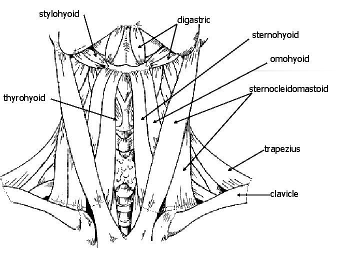 stylohyoid digastric sternohyoid omohyoid thyrohyoid sternocleidomastoid trapezius clavicle stylohyoid digastric sternohyoid omohyoid thyrohyoid sternocleidomastoid trapezius clavicle