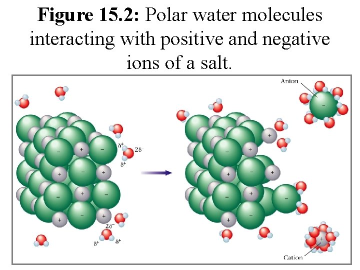 Figure 15. 2: Polar water molecules interacting with positive and negative ions of a
