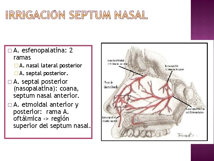 � A. esfenopalatina: 2 ramas � A. nasal lateral posterior � A. septal posterior