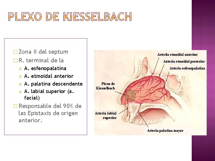 � Zona II del septum � R. terminal de la A. esfenopalatina A. etmoidal