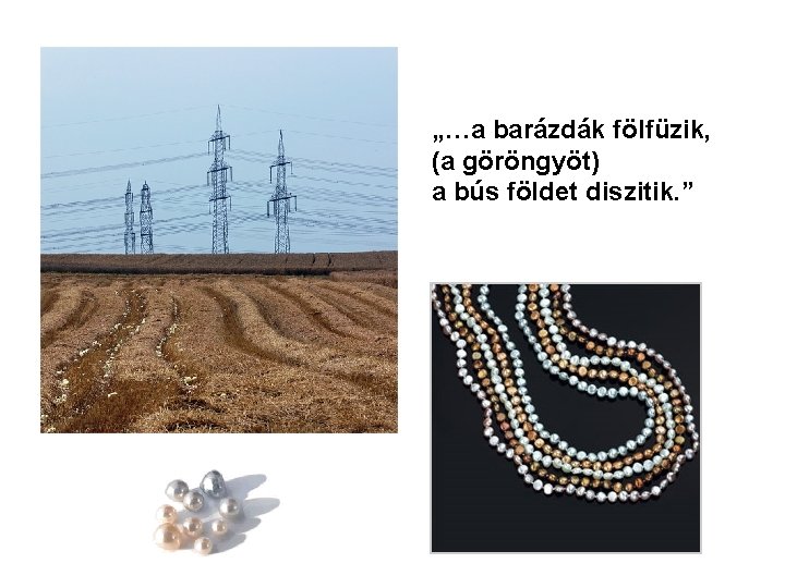 „…a barázdák fölfüzik, (a göröngyöt) a bús földet diszitik. ” 