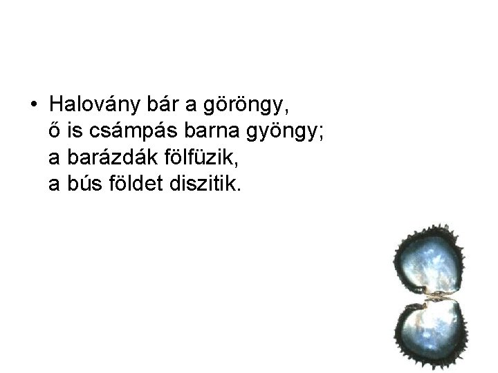  • Halovány bár a göröngy, ő is csámpás barna gyöngy; a barázdák fölfüzik,