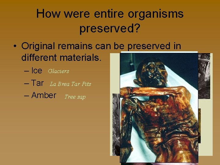 How were entire organisms preserved? • Original remains can be preserved in different materials.