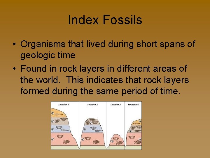 Index Fossils • Organisms that lived during short spans of geologic time • Found