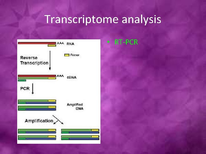 Transcriptome analysis • RT-PCR 