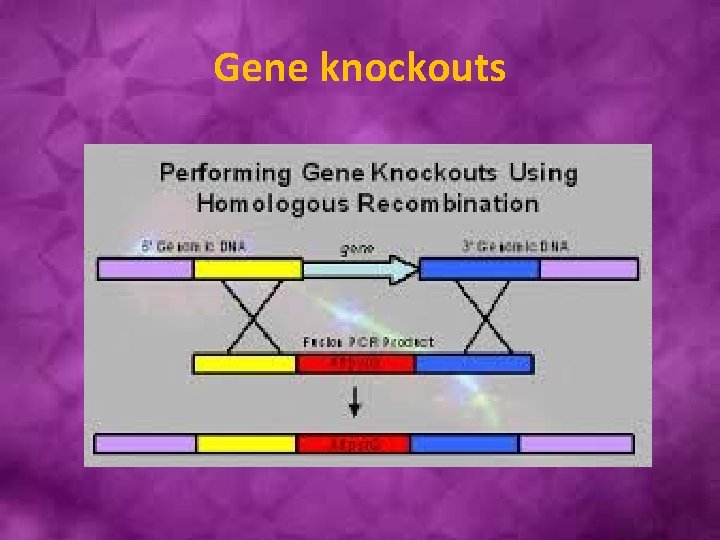 Gene knockouts 