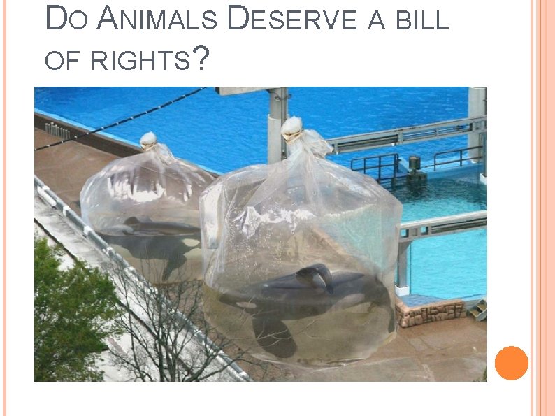 DO ANIMALS DESERVE A BILL OF RIGHTS? DO ANIMALS DESERVE A BILL OF RIGHTS?
